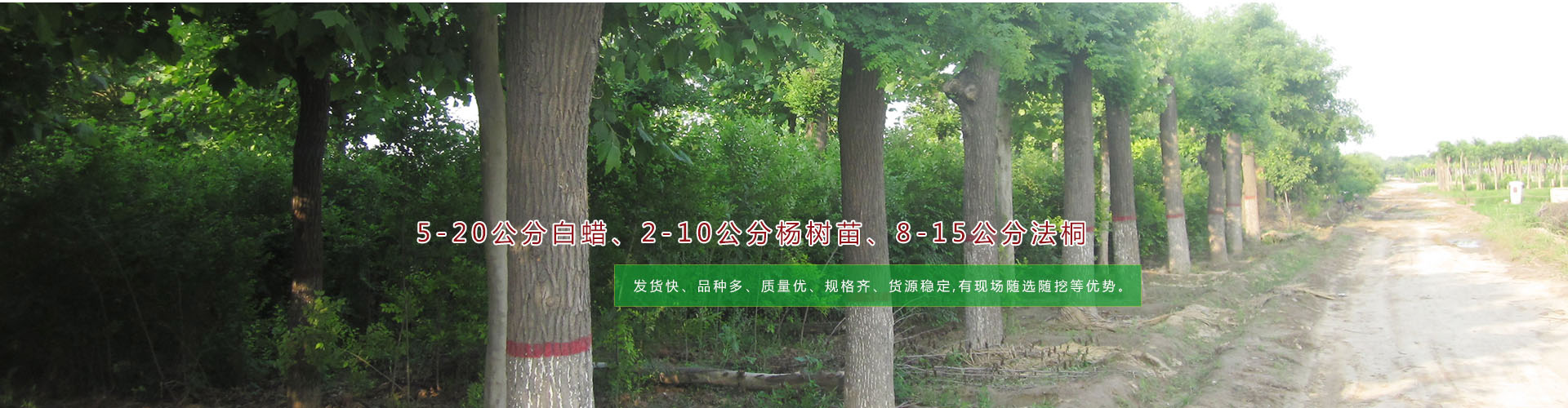 響應式網站建設